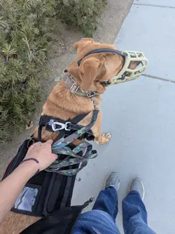 Reactive dog 