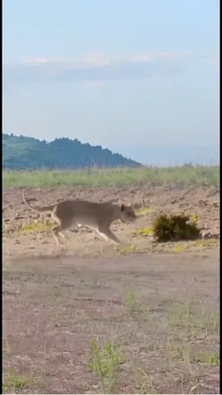 Giraffe & Lioness