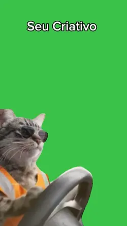 gato piloto 2