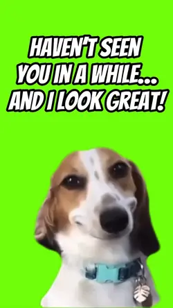 SMILING DOG 