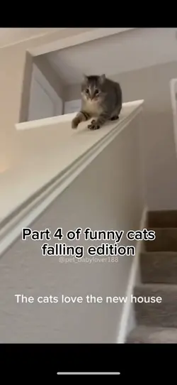 Funny cats falling🤣