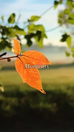 Moments