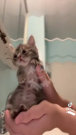 Dancing cat 💅