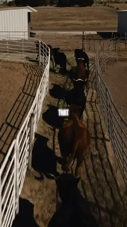 Rodeo 🛢️🐎🤠
