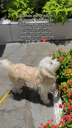 coisinha de cachorro