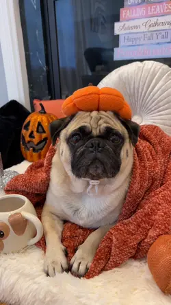 Festive pug 