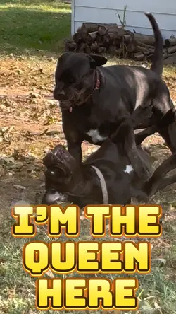 I’m the Queen