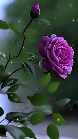Roses 2