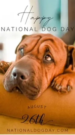 Dog day 🥺❤️