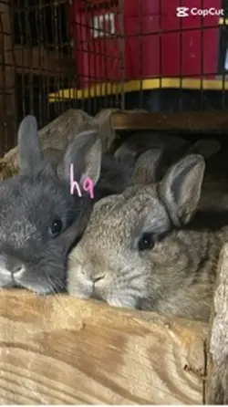Hoppy Easter! 🐣 