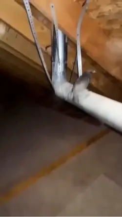 Bird Screams 