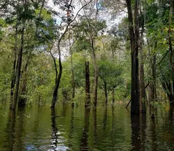 amazonia