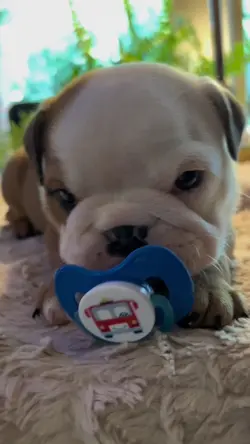 English Bulldogs