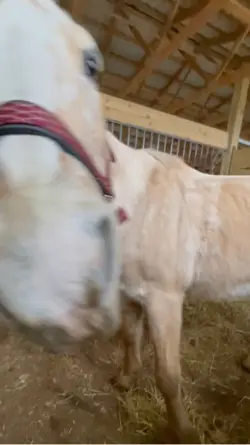 Got him a new halter