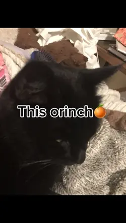 Guys- this orinch🍊