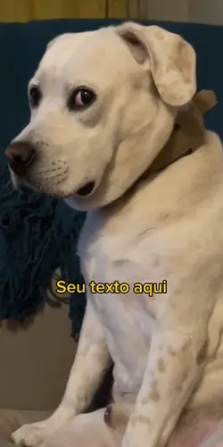 cachorro julgando