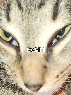 Funny cat pictures