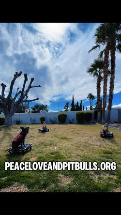 PLP