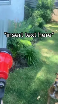 Dog Watering
