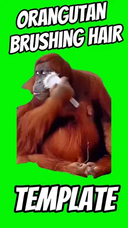 Orangutan Brushing