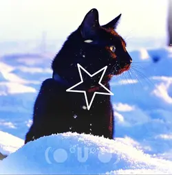 Black cats<3
