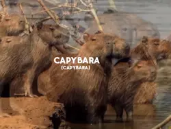 Capybara :3