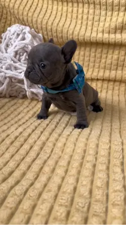 Frenchie