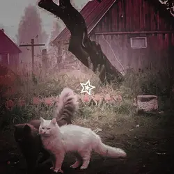 Catcore 