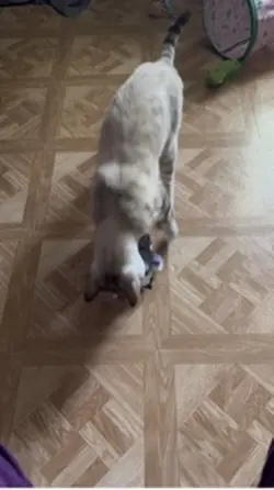 Flying cat toy