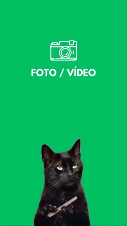 Meme viral do Gato
