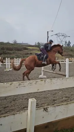 this horse.