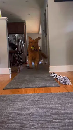 Crazy dog