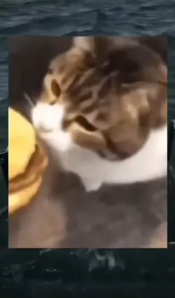 You can has cheesebu