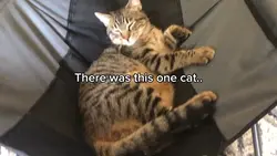 The first cat