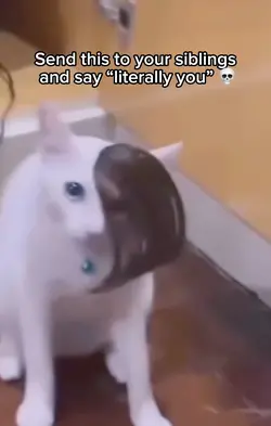 Funny cat