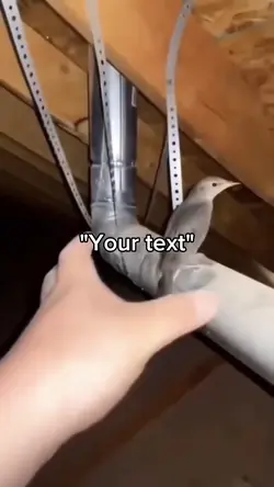 loud bird meme