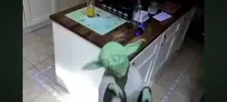 yoda