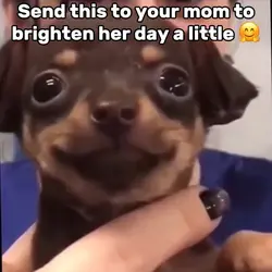 Cute Puppy