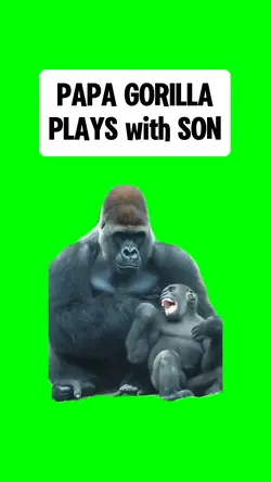GORILLA PLAYS