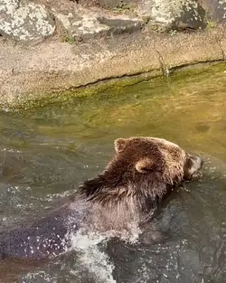 urso