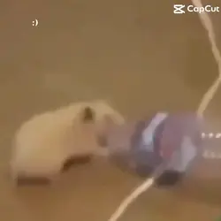 dancing hamste