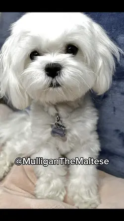 AnimalList Petfolio