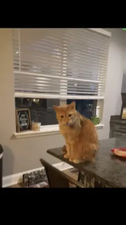 Supa cat edit
