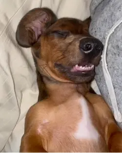 Perro dormido meme