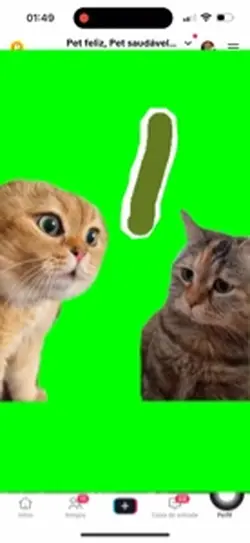Tela verde gatinho 