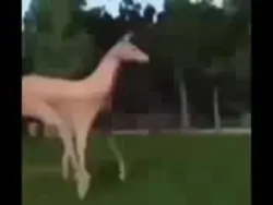 deer