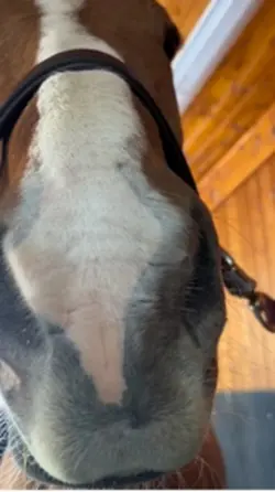 Goodbye my pony