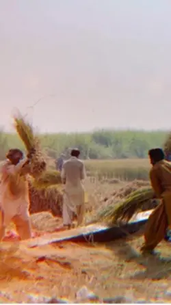 farming rice 