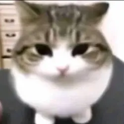 vamos tirar foto