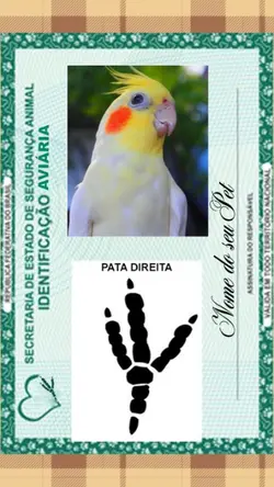 RG do seu passarinho